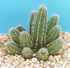 کاکتوس انگشتی